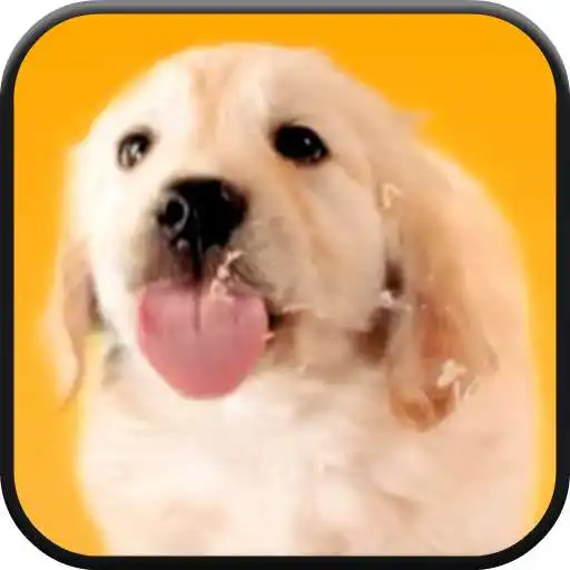 Run free android online Puppy Licks Screen Video LWP APK Run free android online Puppy Licks Screen Video LWP APK