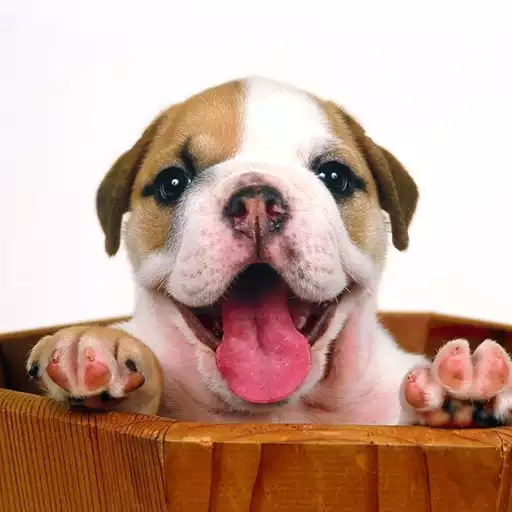 Play Puppy Live Wallpaper APK Play Puppy Live Wallpaper APK