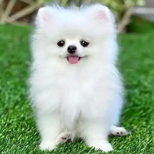 Play Puppy Love: Cute Dog Wallpaper APK Play Puppy Love: Cute Dog Wallpaper APK