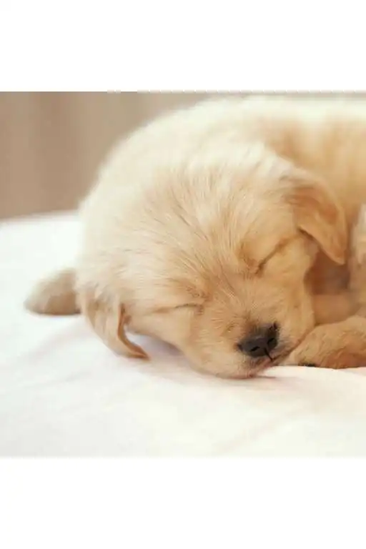 Free play online Puppy Puzzle APK