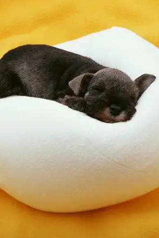 Play Puppy Puzzle