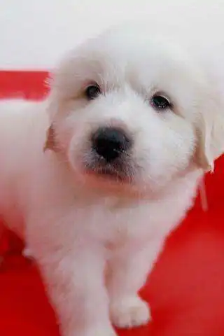 Play Puppy Puzzle