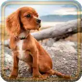 Free play online Puppy Songs APK