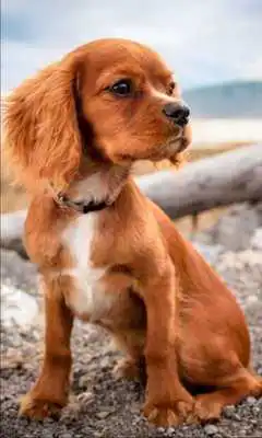 Play Puppy Songs