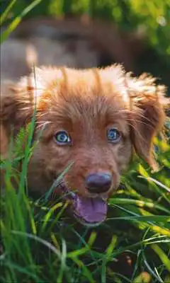 Play Puppy Songs