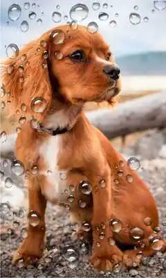 Play Puppy Songs