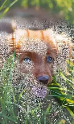 Play Puppy Songs