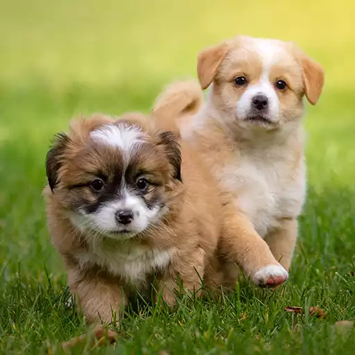 Play Puppy Wallpaper APK