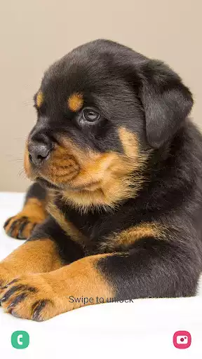 Play Puppy Wallpaper  and enjoy Puppy Wallpaper with UptoPlay