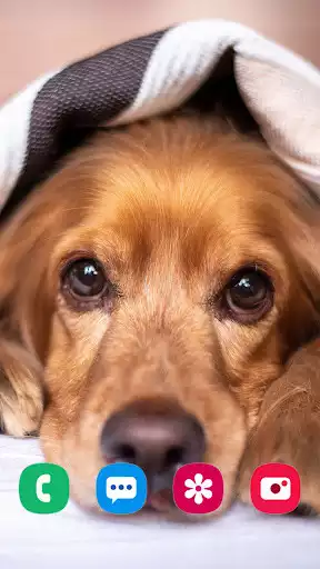 Play Puppy Wallpaper as an online game Puppy Wallpaper with UptoPlay