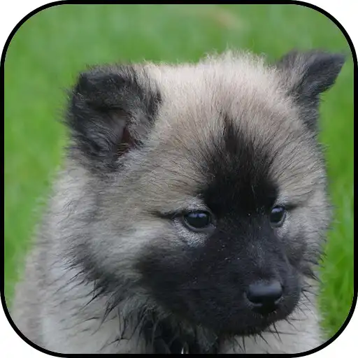 Free play online Puppy Wallpapers APK Free play online Puppy Wallpapers APK