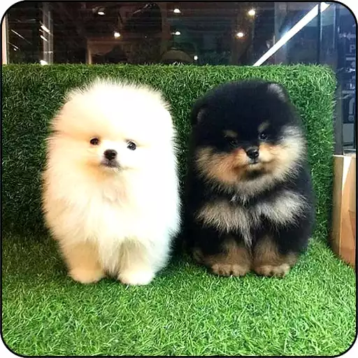 Play Puppy Wallpapers APK Play Puppy Wallpapers APK