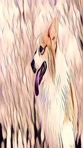 Play Pup wallpaper  and enjoy Pup wallpaper with UptoPlay