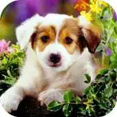 Free play online Pupy HD Wallpaper APK