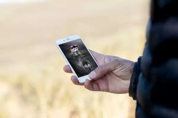 Play Pupy HD Wallpaper