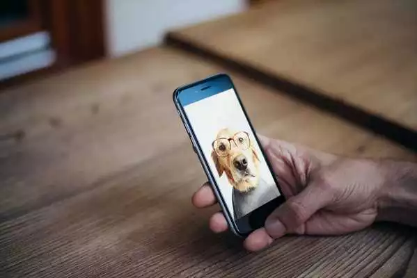 Play Pupy HD Wallpaper