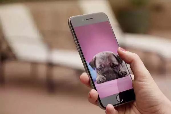 Play Pupy HD Wallpaper