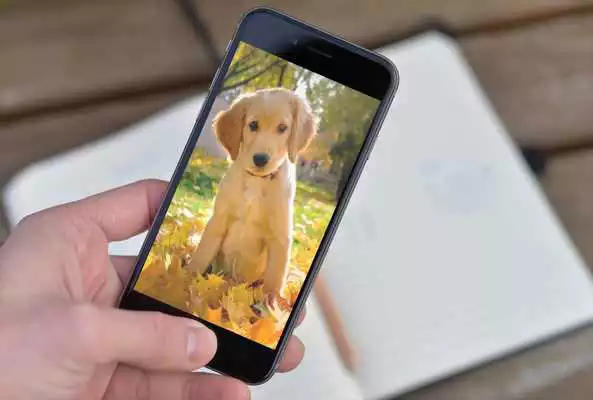 Play Pupy HD Wallpaper