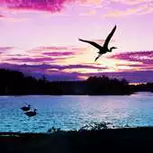 Free play online Purple clouds live wallpaper APK