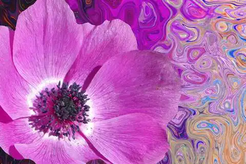 Play purple color wallpaper