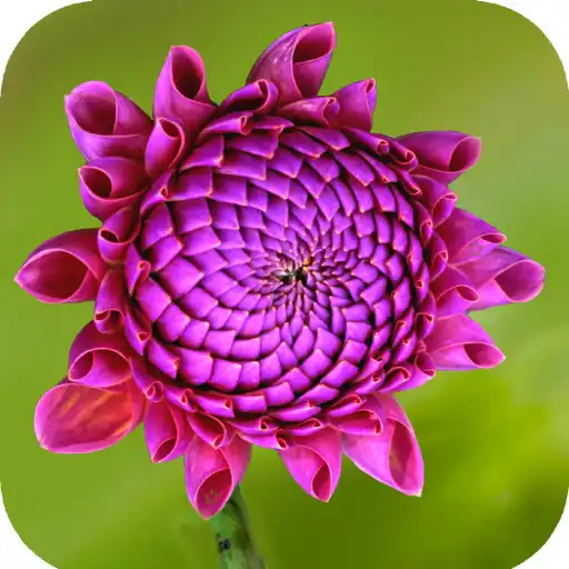 Play Purple Flower Wallpaper APK Play Purple Flower Wallpaper APK