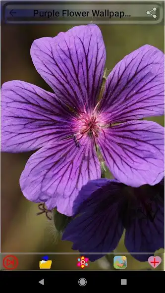 Play purple flower wallpapers