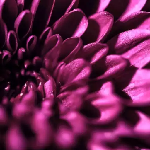 Play Purple HD Wallpaper APK Play Purple HD Wallpaper APK