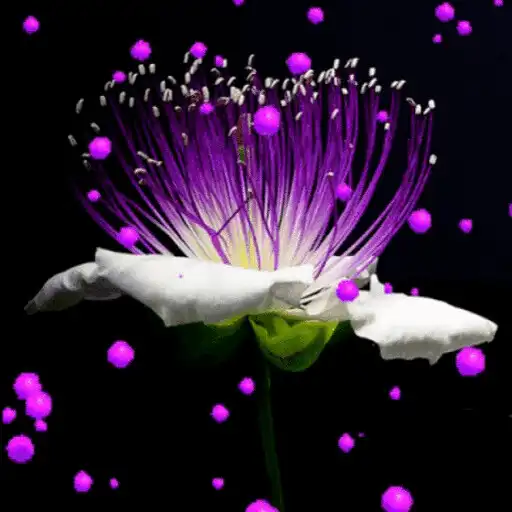 Play Purple Hearts Flower LWP APK