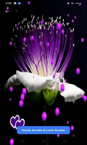 Play Purple Hearts Flower LWP  and enjoy Purple Hearts Flower LWP with UptoPlay