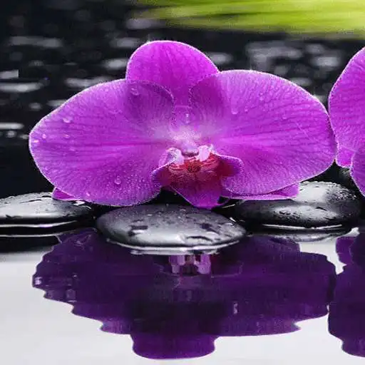 Play Purple Orchid Live Wallpaper APK Play Purple Orchid Live Wallpaper APK