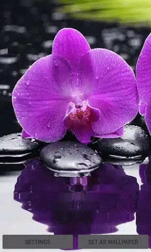 Play Purple Orchid Live Wallpaper  and enjoy Purple Orchid Live Wallpaper with UptoPlay