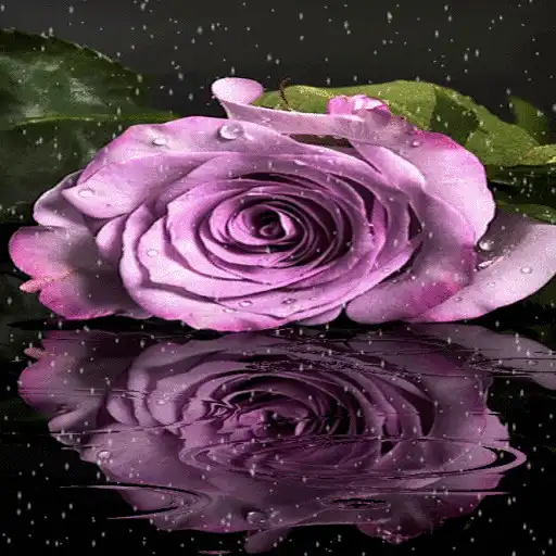 Free play online Purple Rainy Flower LWP APK