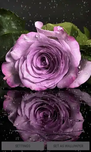 Play Purple Rainy Flower LWP Play Purple Rainy Flower LWP