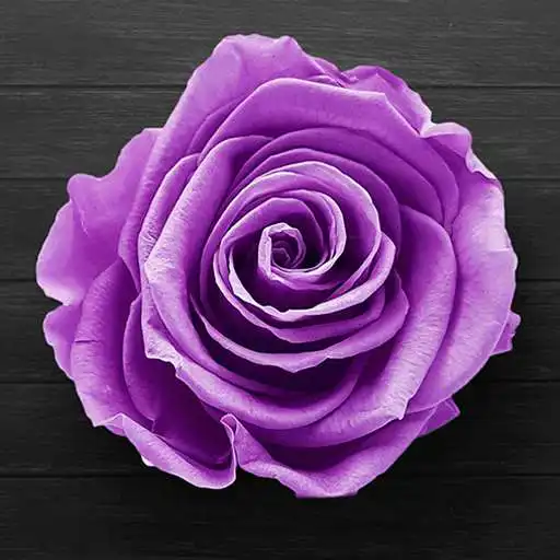 Play Purple Rose Live Wallpaper APK