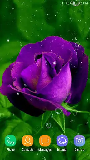 Play Purple Rose Live Wallpaper  and enjoy Purple Rose Live Wallpaper with UptoPlay