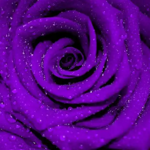 Play Purple Rose Wallpaper APK