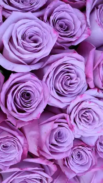 Play Purple Rose Wallpaper  and enjoy Purple Rose Wallpaper with UptoPlay
