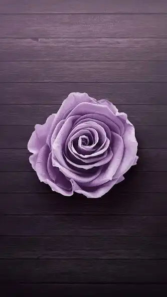 Play Purple Rose Wallpaper as an online game Purple Rose Wallpaper with UptoPlay