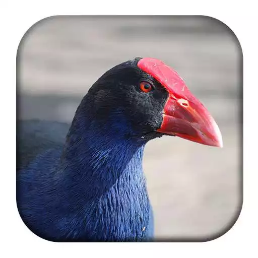 Play Purple Swamphen Sounds APK Play Purple Swamphen Sounds APK