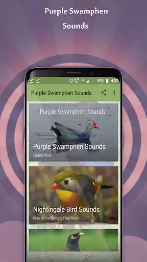 Play Purple Swamphen Sounds  and enjoy Purple Swamphen Sounds with UptoPlay