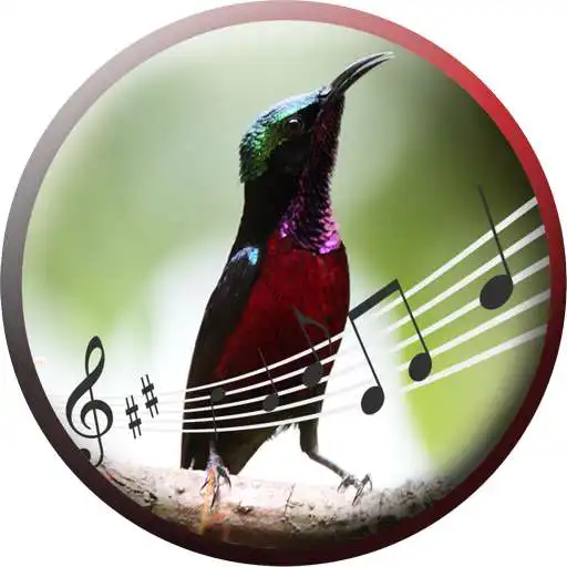 Free play online Purple Throated Sunbird  APK