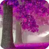 Free play online Purple Trees Live Wallpaper APK Free play online Purple Trees Live Wallpaper APK