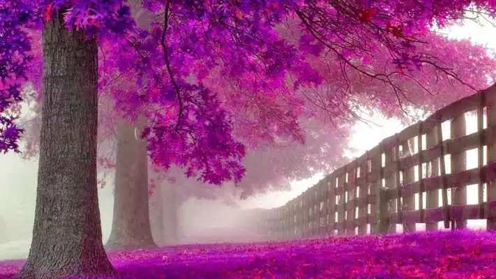 Play Purple Trees Live Wallpaper