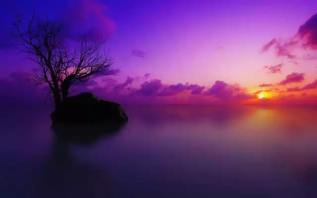 Play Purple Trees Live Wallpaper