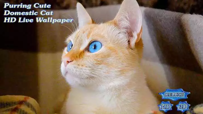 Play Purring Cute Domestic Cat Play Purring Cute Domestic Cat