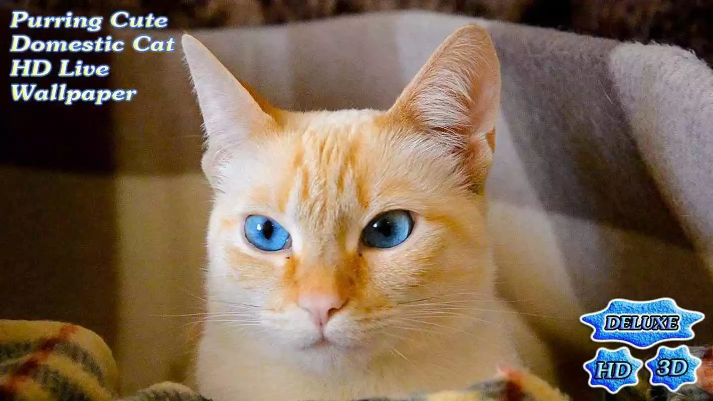 Play Purring Cute Domestic Cat Play Purring Cute Domestic Cat