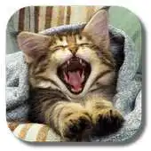 Free play online Pussycat APK Free play online Pussycat APK