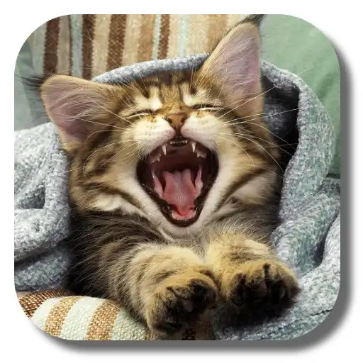 Play Pussycat Live Wallpaper APK Play Pussycat Live Wallpaper APK