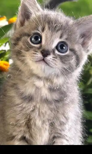 Play Pussycat Live Wallpaper  and enjoy Pussycat Live Wallpaper with UptoPlay