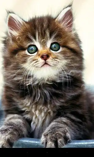 Play Pussycat Live Wallpaper as an online game Pussycat Live Wallpaper with UptoPlay